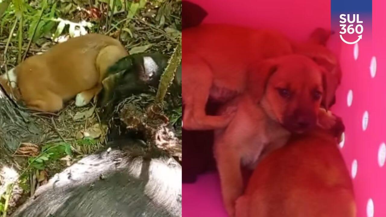 Voluntários encontram cadela morta e filhotes abandonados no interior de Camaquã