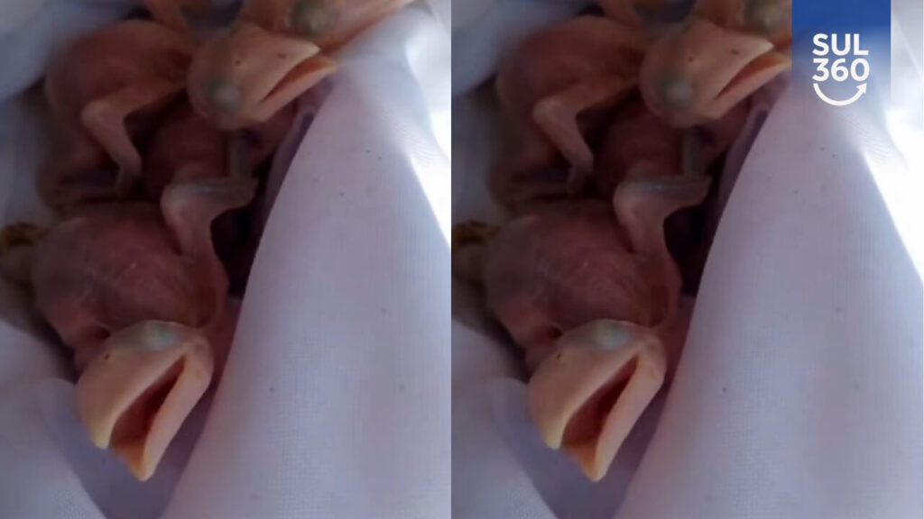 Filhotes de tucano resgatados em Camaquã são encaminhados para Núcleo de Reabilitação