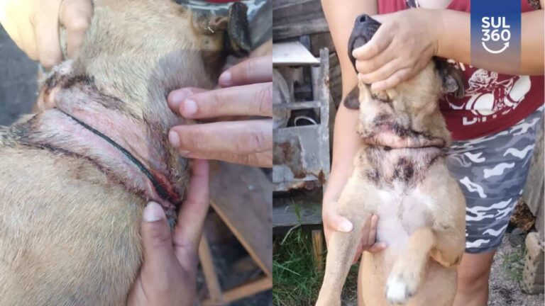 Camaquã registra primeira prisão em flagrante por maus-tratos contra animais