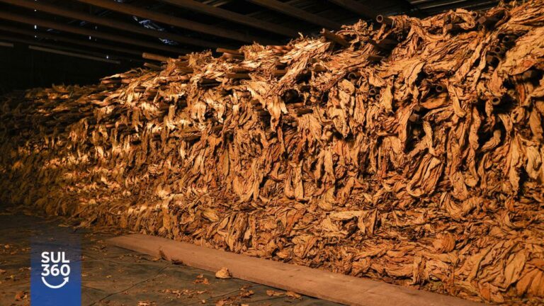 Debate sobre o preço do tabaco acontece nesta semana no Sul do Brasil