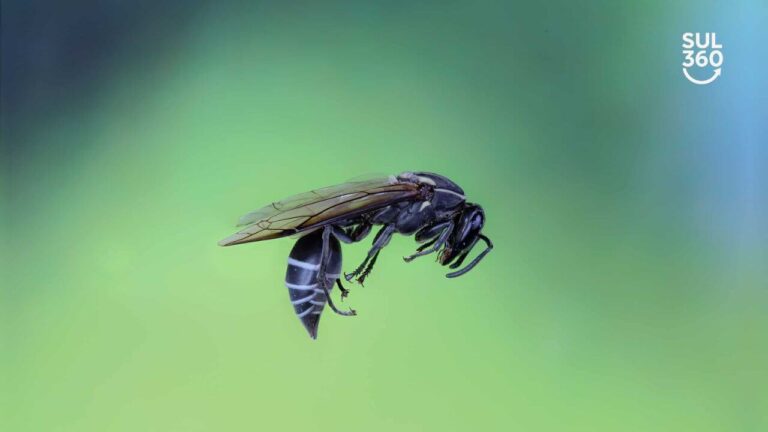 Bombeiros são acionados para remover enxame de marimbondos no Centro de Camaquã