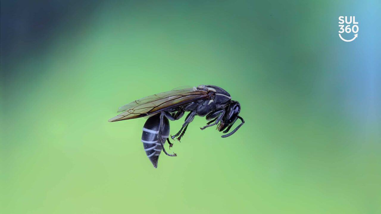 Bombeiros são acionados para remover enxame de marimbondos no Centro de Camaquã
