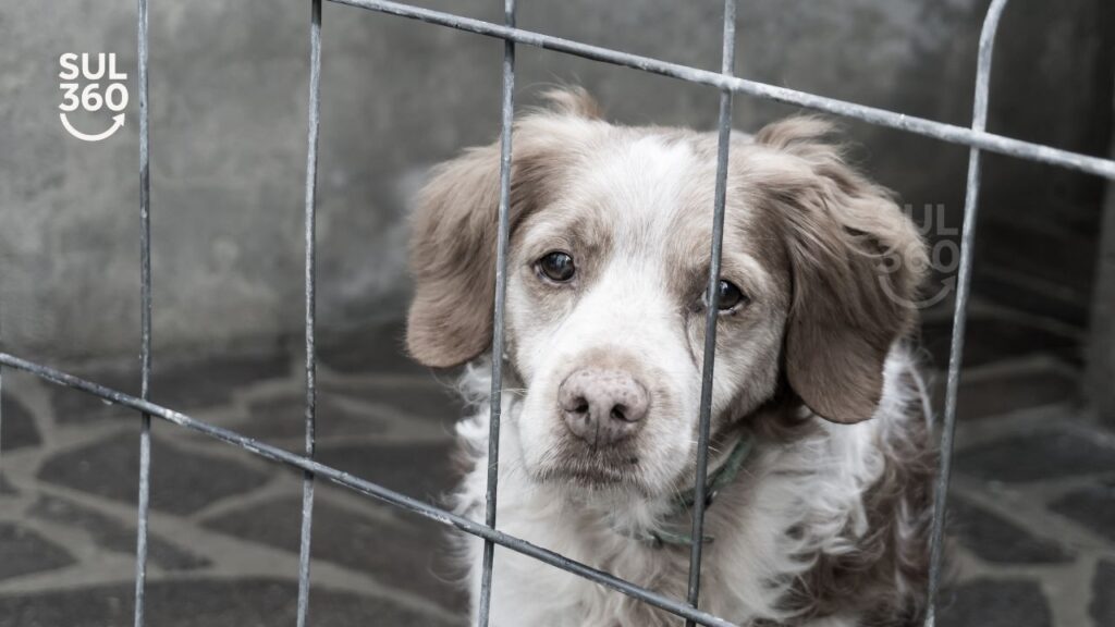 cachorro ou cão representando violência na causa animal