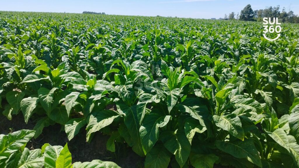 Reunião entre comissão de fumicultores e fumageiras termina sem acordo