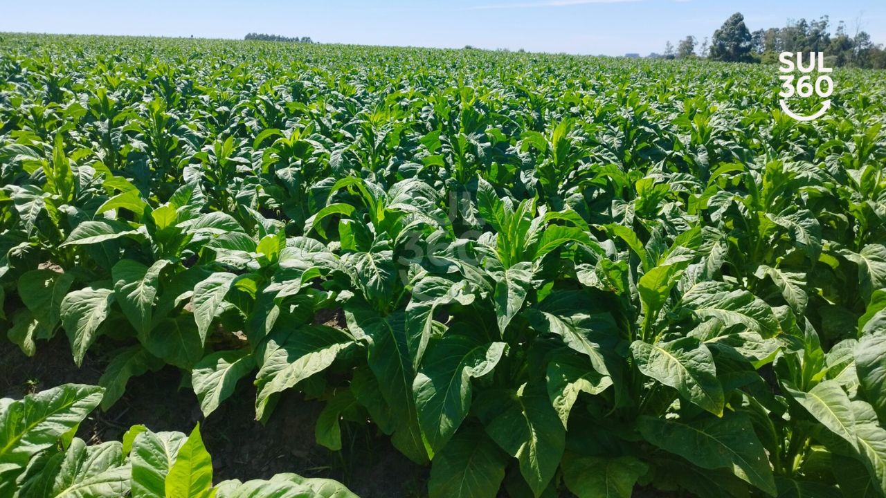 Reunião entre comissão de fumicultores e fumageiras termina sem acordo