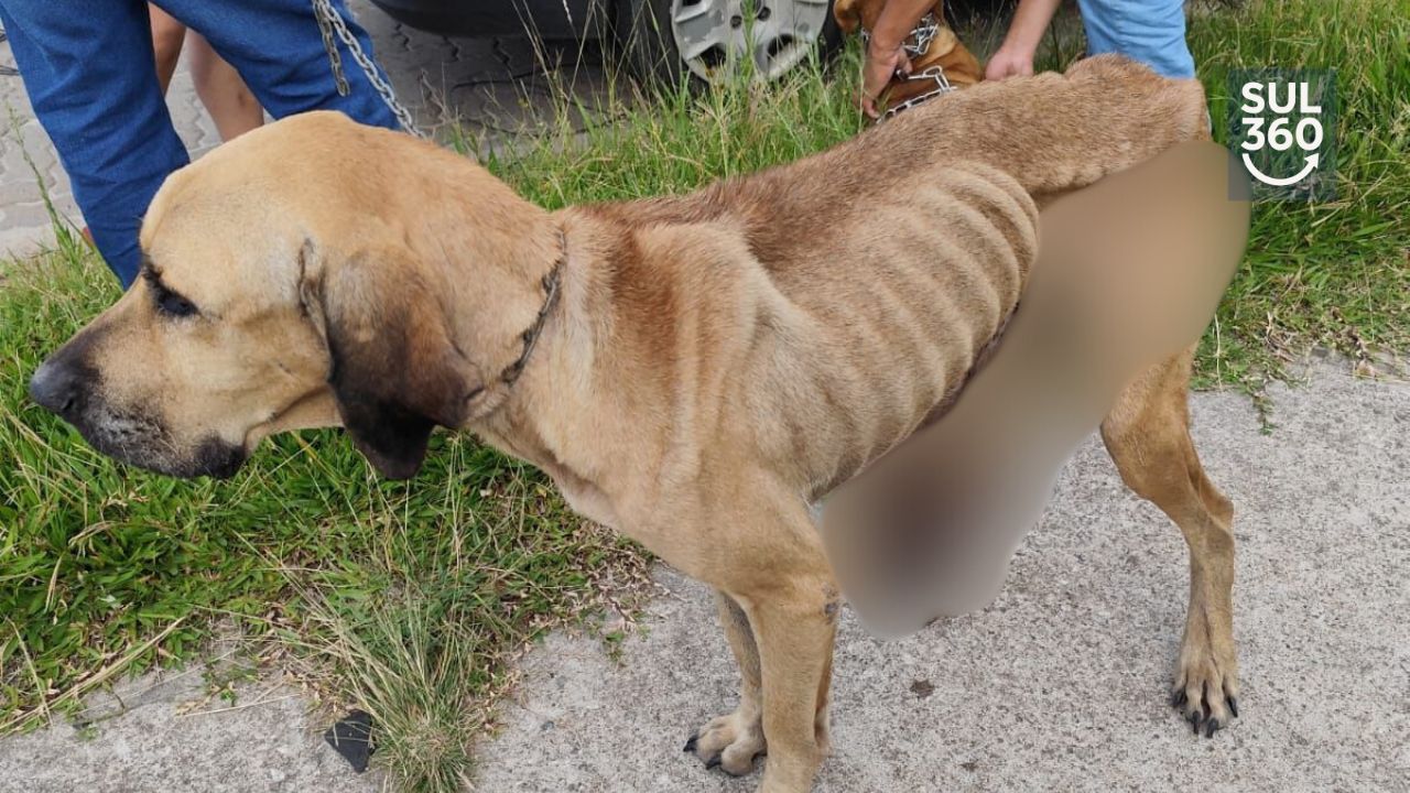 Polícia Civil resgata animais vítimas de maus-tratos em Rio Grande