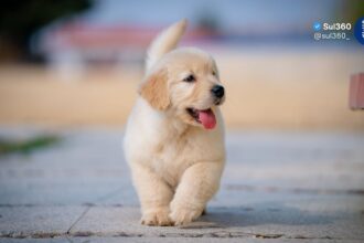 Nova lei regulamenta guarda compartilhada de pets em casos de separação