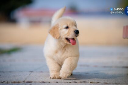 Nova lei regulamenta guarda compartilhada de pets em casos de separação