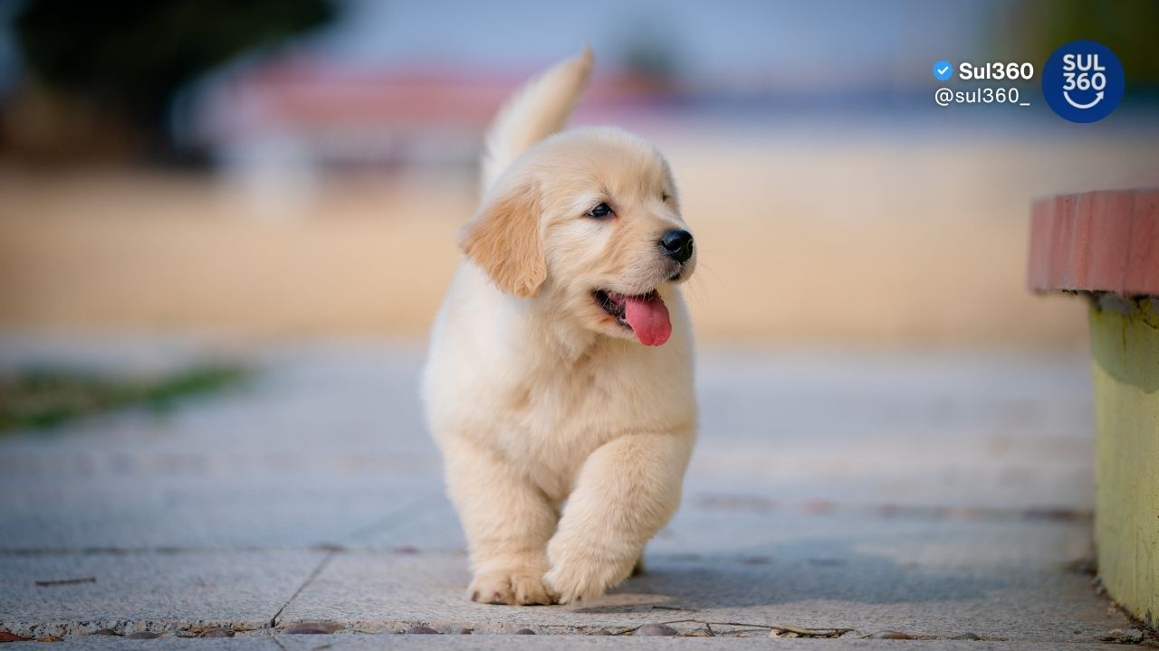 Nova lei regulamenta guarda compartilhada de pets em casos de separação