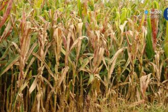 Praga do milho causa perdas bilionárias e preocupa produtores no Brasil