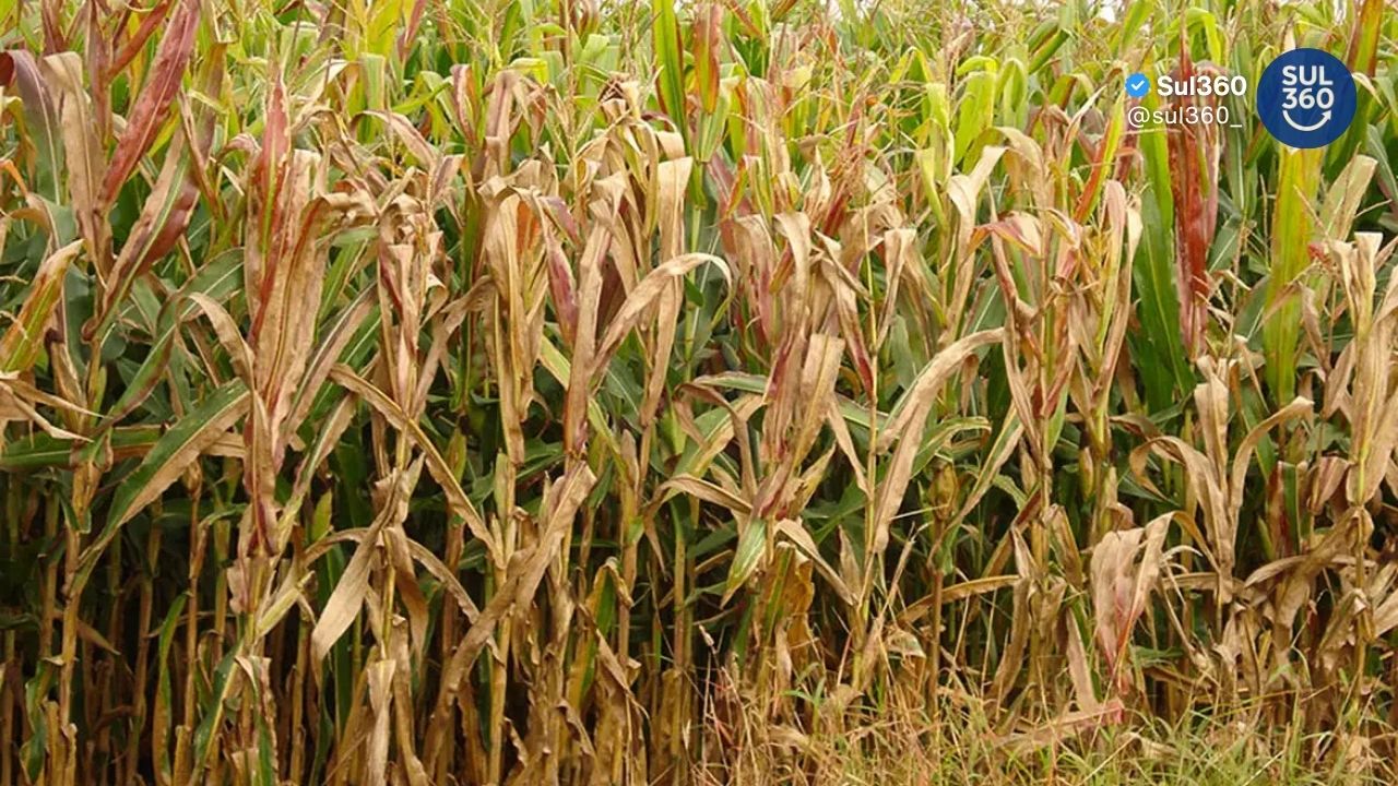 Praga do milho causa perdas bilionárias e preocupa produtores no Brasil