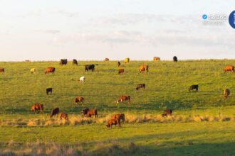 Crescimento da agropecuária deve impulsionar economia do Rio Grande do Sul em 2026