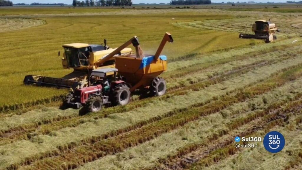 colheita do arroz no rio grande do sul