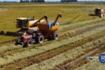 colheita do arroz no rio grande do sul