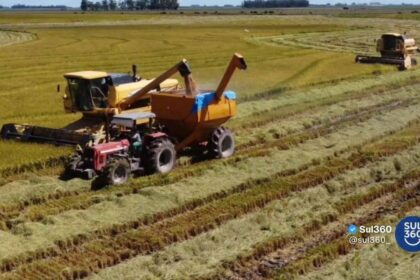 colheita do arroz no rio grande do sul