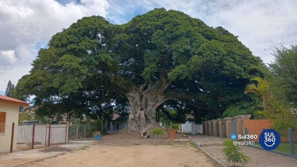 Figueira da Paz será tema de audiência pública em Arambaré
