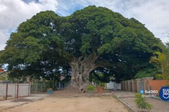 Figueira da Paz será tema de audiência pública em Arambaré