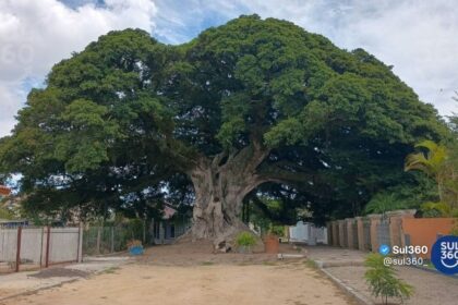 Figueira da Paz será tema de audiência pública em Arambaré