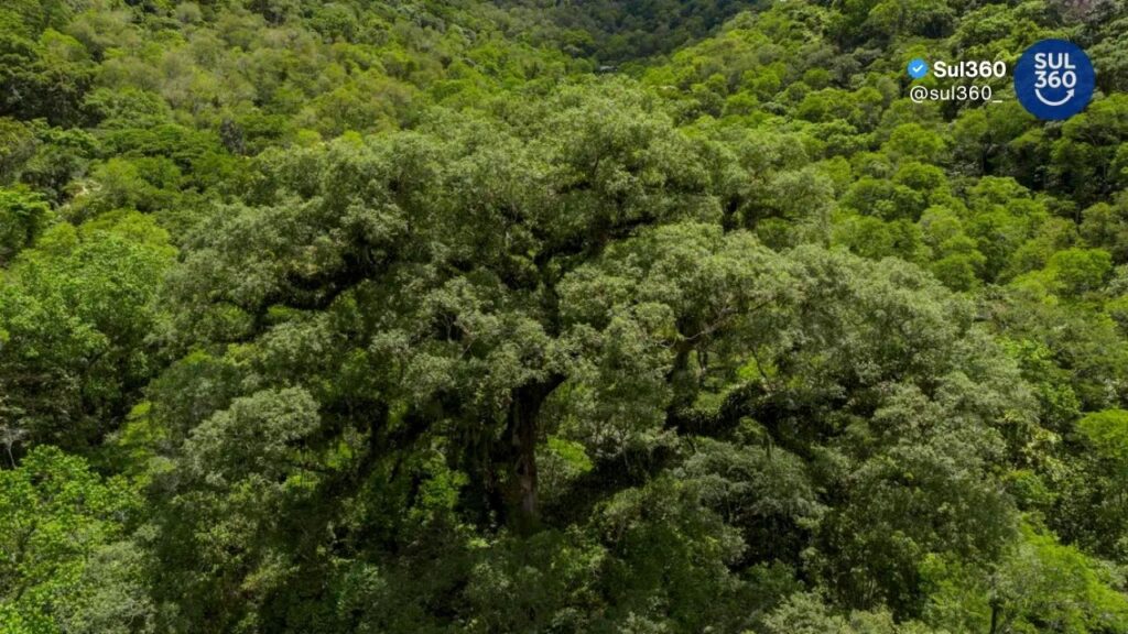 Desmatamento na Mata Atlântica cai 28% e atinge menor nível da série histórica