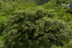 Desmatamento na Mata Atlântica cai 28% e atinge menor nível da série histórica