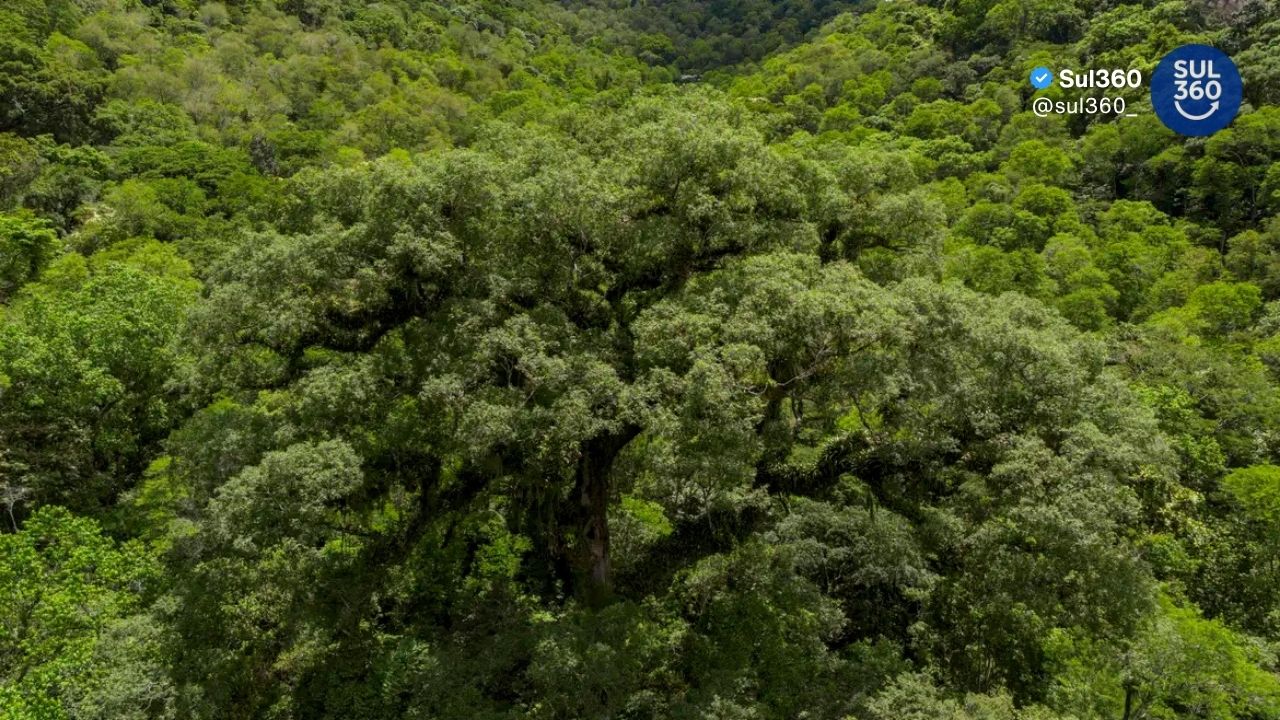 Desmatamento na Mata Atlântica cai 28% e atinge menor nível da série histórica