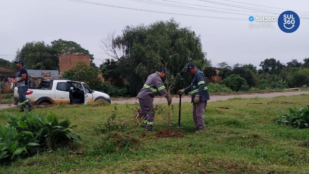 Butiazeiro é transplantado em ação de preservação ambiental em Camaquã