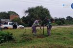 Butiazeiro é transplantado em ação de preservação ambiental em Camaquã