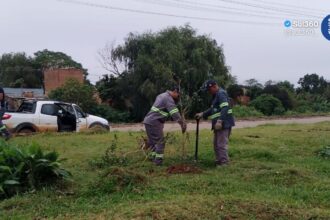 Butiazeiro é transplantado em ação de preservação ambiental em Camaquã