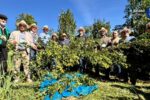 Rio Grande do Sul projeta produção de 310 mil toneladas de erva-mate na safra 2026