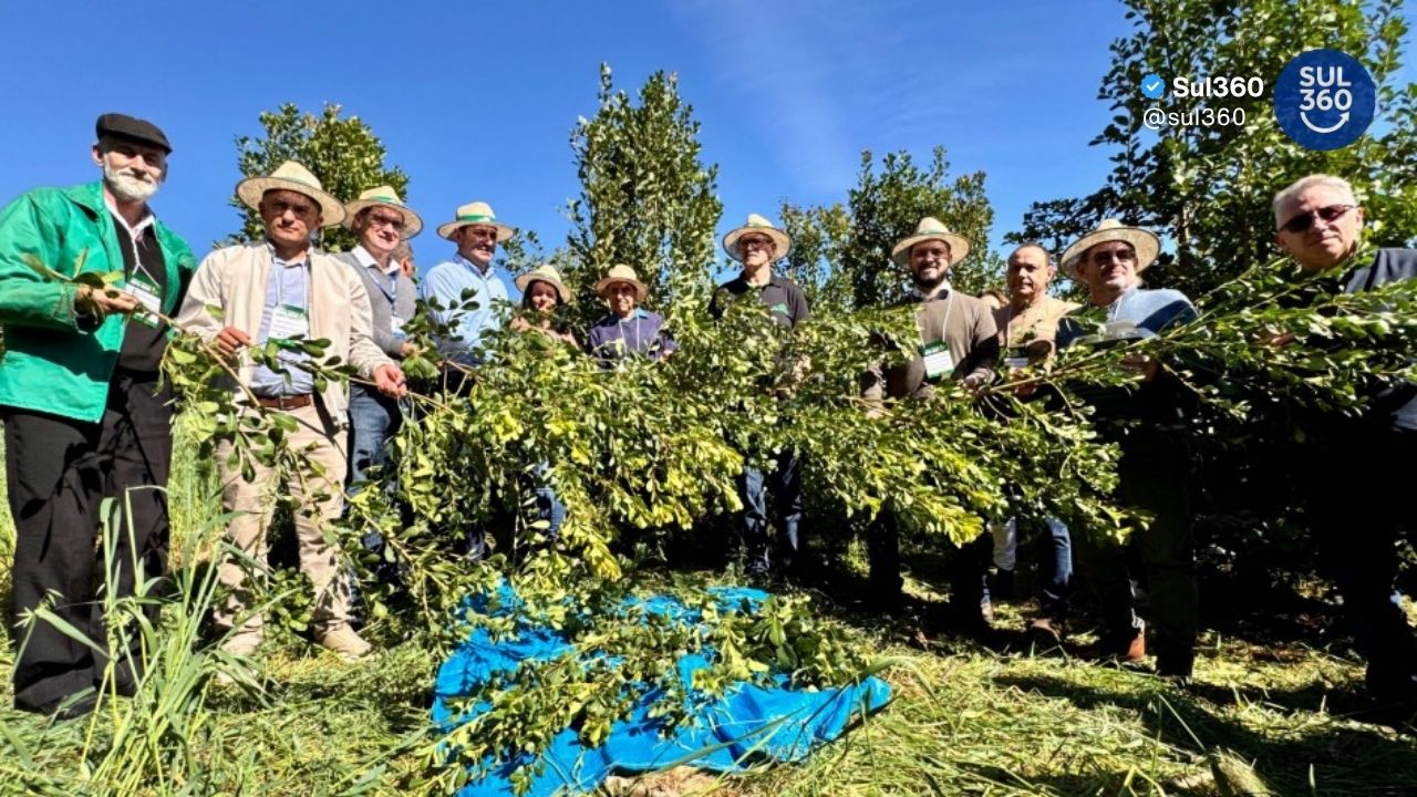 Rio Grande do Sul projeta produção de 310 mil toneladas de erva-mate na safra 2026