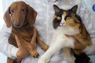 Restam menos de 100 vagas para castração gratuita de cães e gatos em Camaquã