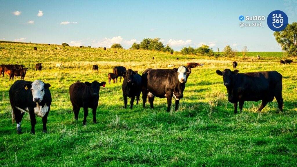 Camaquã sediará encontro estadual sobre bovinocultura de corte promovido pelo Senar-RS
