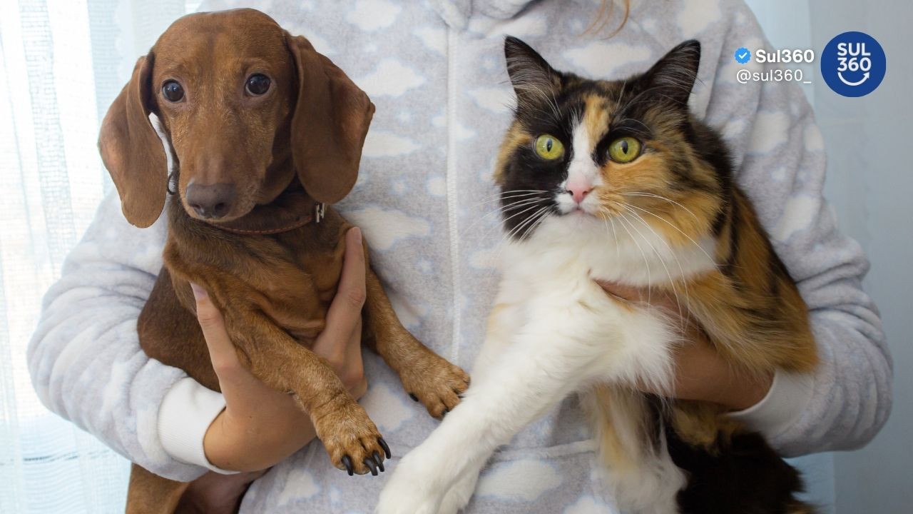 Restam menos de 100 vagas para castração gratuita de cães e gatos em Camaquã
