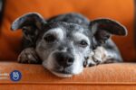cão idoso deitado, cachorro de estimação