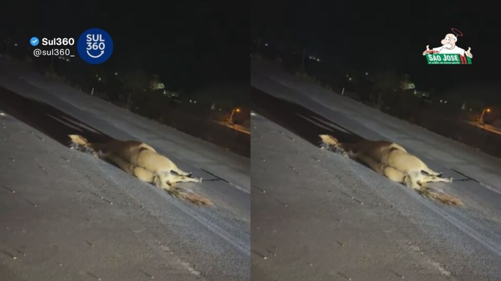 Cavalo morre atropelado na BR-116, em Camaquã