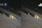 Cavalo morre atropelado na BR-116, em Camaquã