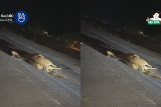 Cavalo morre atropelado na BR-116, em Camaquã