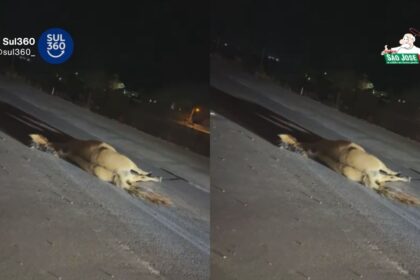 Cavalo morre atropelado na BR-116, em Camaquã