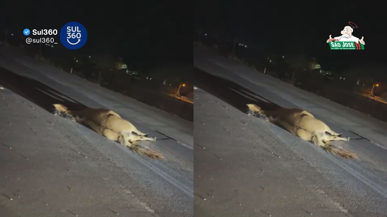 Cavalo morre atropelado na BR-116, em Camaquã