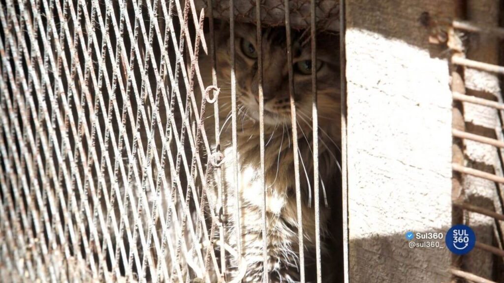 MP/RS pede pena máxima para acusado que maltratou gatos na Serra Gaúcha