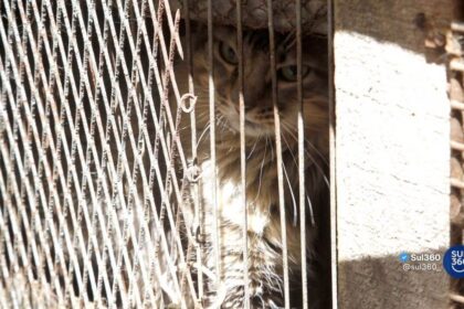 MP/RS pede pena máxima para acusado que maltratou gatos na Serra Gaúcha