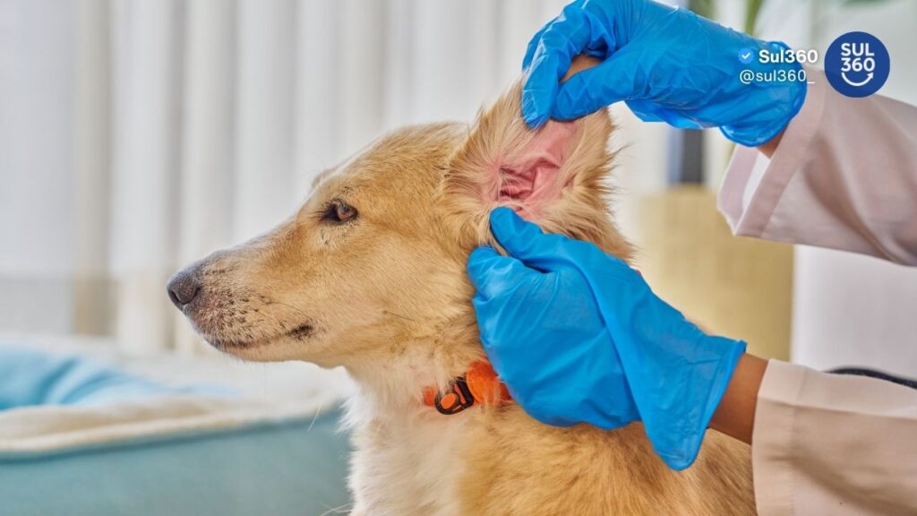Exercício ilegal da medicina veterinária passa a ser crime no Brasil