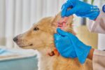 Exercício ilegal da medicina veterinária passa a ser crime no Brasil