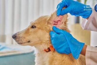 Exercício ilegal da medicina veterinária passa a ser crime no Brasil