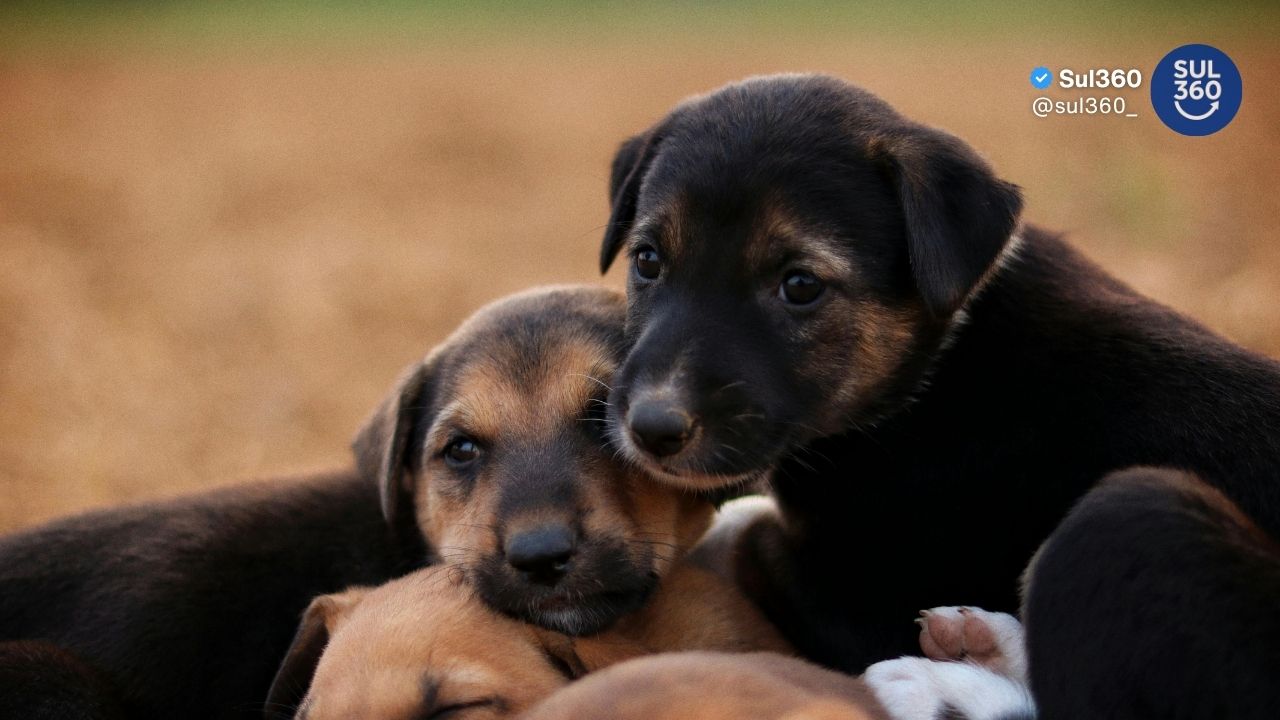 Camaquã está entre os municípios habilitados para receber recursos do Fundo Estadual de Bem-Estar Animal