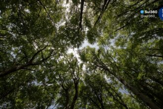Semana do Meio Ambiente terá exposição de trabalhos e palestras em CamaquãSemana do Meio Ambiente terá exposição de trabalhos e palestras em Camaquã