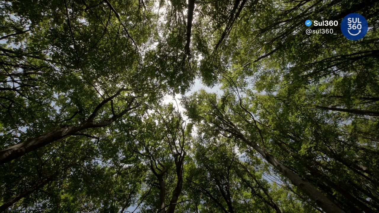 Semana do Meio Ambiente terá exposição de trabalhos e palestras em CamaquãSemana do Meio Ambiente terá exposição de trabalhos e palestras em Camaquã