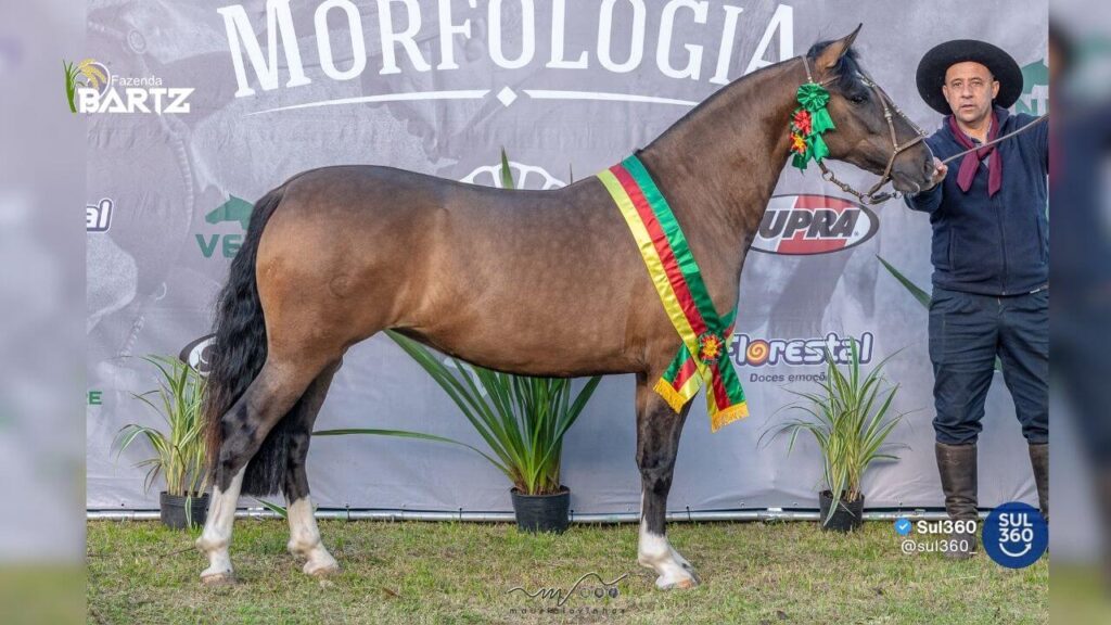 Égua de Camaquã vence seletiva morfológica da ABCCC em Santa Vitória do Palmar