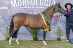 Égua de Camaquã vence seletiva morfológica da ABCCC em Santa Vitória do Palmar