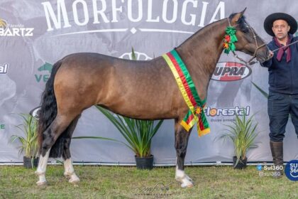 Égua de Camaquã vence seletiva morfológica da ABCCC em Santa Vitória do Palmar